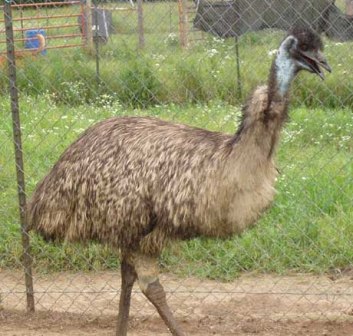 20090227emu2